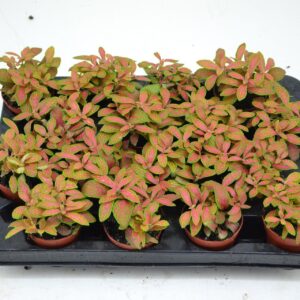 Fittonia Mosaic Skeleton fittonia skeleton 7 cm Pot
(16 Plants/Order)(7cmP 10cmH)