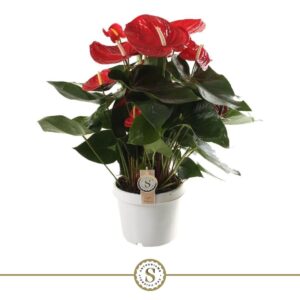 Anthurium Red Champion Anthurium Red Champion 21cm
(1 Plants/Order)(21cmP 65cmH)