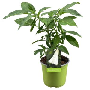 Brugmansia Brugmansia struik white 19 cm
(1 Plants/Order)(19cmP 55cmH)