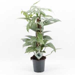 Epipremnum pinnatum pinnatum Cebu B Epipremnum Pinnatum Cebu Blue mosstok
(6 Plants/Order)(17cmP 60cmH)