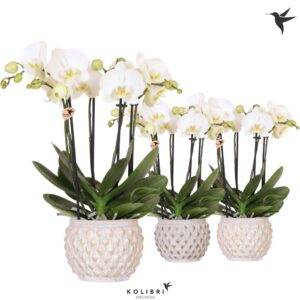 Phalaenopsis white more Ripsen Kolibri Orchids Phalaenopsis Jewel Ghent 4 spike in Marrakesh Pot gold copper MI
(3 Plants/Order)(12cmP 40cmH)