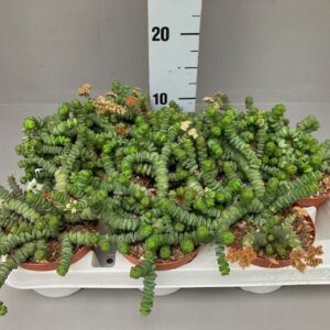 Crassula marnieriana Crassula hottentot 10,5 cm
(9 Plants/Order)(11cmP 15cmH)
