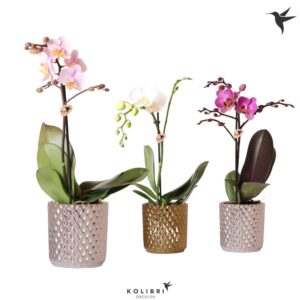 Phalaenopsis mixed Kolibri Orchids Phalaenopsis mix 1 spike in Diamond gold silver
(6 Plants/Order)(9cmP 40cmH)