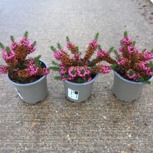 Erica vagans Mrs D.F. Maxwell Erica vagans. 'Mrs D. F. Maxwell'
(12 Plants/Order)(10.5cmP 15cmH)