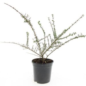 Cotoneaster microphyllus Cotoneaster conspicuus decorus
(8 Plants/Order)(14cmP 10cmH)