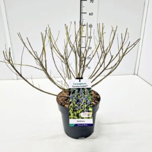 Caryopteris x clandonensis Caryopteris cland. 'Summer Sorbet' C5
(1 Plants/Order)(23cmP 60cmH)