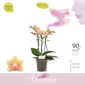 Phalaenopsis Multiflora Aromio Spicy 3 spike
(10 Plants/Order)(12cmP 35cmH)