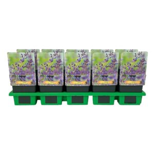 Nepeta Nepeta faassenii 'Kit Cat' P11
(10 Plants/Order)(11cmP 25cmH)