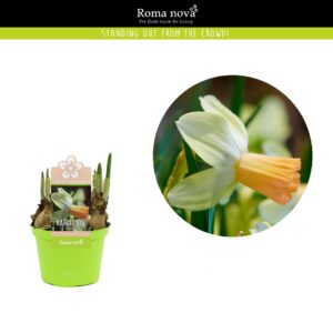 Narcissus Narcissus Carice 12cm
(10 Plants/Order)(12cmP 14cmH)
