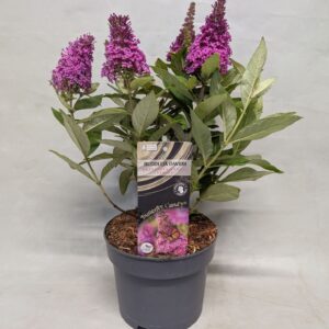 Buddleja Buddleja Buddleja 'Butterfly Candy' Cerise' 17 cm
(1 Plants/Order)(17cmP 40cmH)
