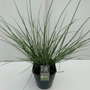 Cortaderia selloana Cortaderia sell. 'Mini Pampas'
(1 Plants/Order)(23cmP 70cmH)