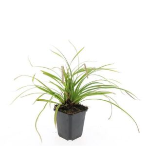 Carex morrowii Ice Dance Carex morrowii 'Ice Dance'
(12 Plants/Order)(9cmP 5cmH)