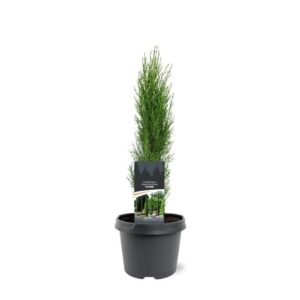 Cupressus sempervirens Totem Cupressus sempervirens 'Totem'
(1 Plants/Order)(19cmP 45cmH)