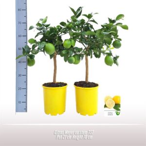 Citrus 'Meyer' Citrus Meyer op stam
(1 Plants/Order)(21cmP 70cmH)