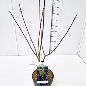 Acer palmatum Acer palm. 'Trompenburg' 60-80C7
(1 Plants/Order)(25cmP 80cmH)