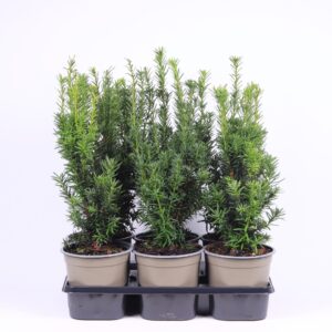 Taxus media Hicksii Taxus media 'Hicksii'
(6 Plants/Order)(15cmP 45cmH)