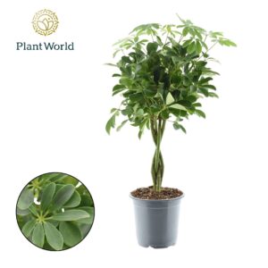 Schefflera Compacta Schefflera Compacta (Nora) gevlochten stam
(1 Plants/Order)(21cmP 80cmH)
