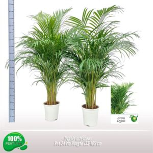 Chrysalidocarpus Dypsis lutescens
(1 Plants/Order)(24cmP 160cmH)