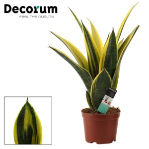 Sansevieria Sansevieria Golden Flame 14 cm (Decorum)
(8 Plants/Order)(14cmP 35cmH)