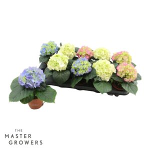 Hydrangea Hydrangea macr. 9cm mix 1 Koppers
(10 Plants/Order)(9cmP 15cmH)