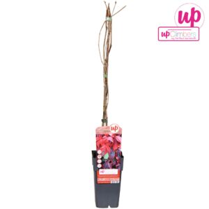 Partenocissus Parthenocissus quinquefolia P15
(10 Plants/Order)(15cmP 65cmH)