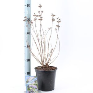 Caryopteris x clandonensis Caryopteris cland. Blue Empire ('Elst33'PBR)
(1 Plants/Order)(17cmP 40cmH)