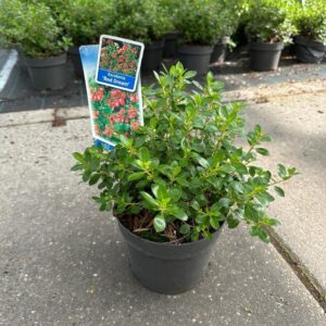 Escallonia Red Dream Escallonia 'Red Dream'
(1 Plants/Order)(19cmP 30cmH)