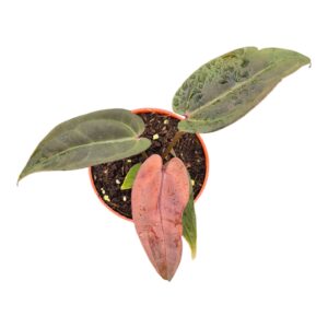 Anthurium Leaf DocBlock Anthurium Red Velvet Cake® '24' X Dark & Handsome® '9'
(5 Plants/Order)(9cmP 20cmH)