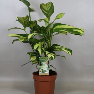 Ctenanthe Mosaic Ctentanthe Golden Mosaic
(1 Plants/Order)(17cmP 60cmH)
