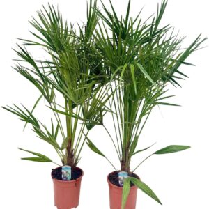 Chamaerops humilis Chamaerops humilis P21
(1 Plants/Order)(21cmP 130cmH)