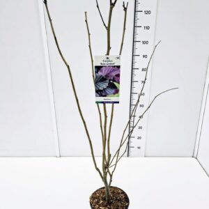 Corylus Corylus maxima 'Rote Lambert' 80-100C5
(1 Plants/Order)(23cmP 100cmH)