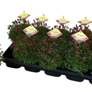 Saxifraga (Arendsii Grp) Ice Colour Saxifraga red
(10 Plants/Order)(12cmP 25cmH)
