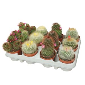 Mammillaria Cactus mix 8,5 cm flowering
(12 Plants/Order)(8.5cmP 12cmH)