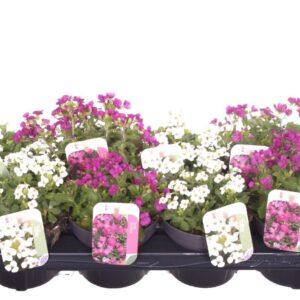 Arabis caucasica Arabis caucasica mix
(8 Plants/Order)(13cmP 20cmH)