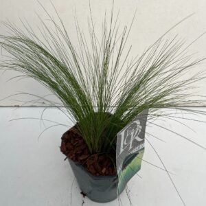 Stipa tenuifolia Stipa 'Ponytails'
(6 Plants/Order)(17cmP 25cmH)
