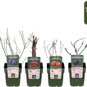 fruit trees and -heesters ov fruit mix tray bio standaard P13
(10 Plants/Order)(13cmP 30cmH)