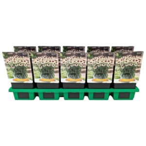 Echinacea Sombrero Echinacea Sombrero® Special White Purple P11
(10 Plants/Order)(11cmP 25cmH)