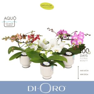 Phalaenopsis mixed Dioro mix 2 spike in Emilia White Aquo
(3 Plants/Order)(12cmP 50cmH)