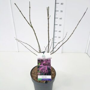 Acer palmatum Acer palm. 'Shirazz' 40-60C7
(1 Plants/Order)(25cmP 60cmH)