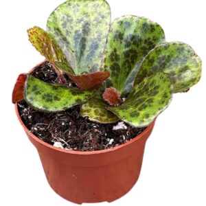 Begonia Begonia Blancii Mottled
(9 Plants/Order)(10.5cmP 15cmH)