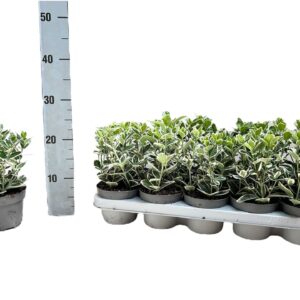 Euonymus japonicus Kathy Euonymus japonicus 'Kathy' P12
(10 Plants/Order)(12cmP 20cmH)