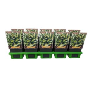 Hosta Whirlwind Hosta 'Whirlwind' P11
(10 Plants/Order)(11cmP 25cmH)