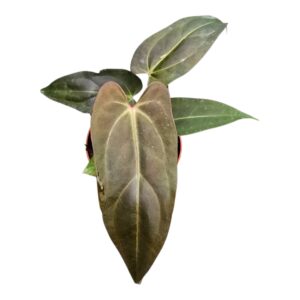 Anthurium Leaf DocBlock Anthurium Dark & Handsome® '9' X Dark & Handsome® '9'
(4 Plants/Order)(9cmP 15cmH)