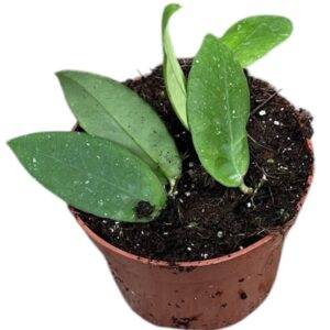 Hoya Hoya Scortechinii White
(9 Plants/Order)(10.5cmP 15cmH)