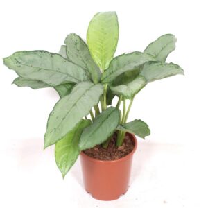 Aglaonema B.J. Freedman Aglaonema Freedman
(1 Plants/Order)(24cmP 80cmH)