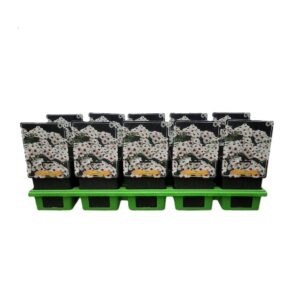 Phlox Paniculata Phlox Paniculata 'Europa' P11
(10 Plants/Order)(11cmP 25cmH)