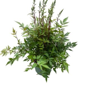 Astilbe Younique White Astilbe Younique White
(1 Plants/Order)(19cmP 55cmH)