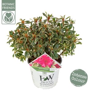 Rhododendron Rhododendron 'Bollywood' ®
(1 Plants/Order)(19cmP 45cmH)