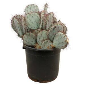 Opuntia Opuntia violacea 35 cm
(1 Plants/Order)(35cmP 130cmH)
