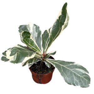 Ficus Ficus Lyrata Variegata
(9 Plants/Order)(9cmP 20cmH)